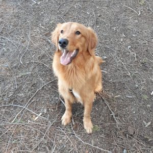 Pets of Sociology: Finn